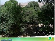 روستای بانش از توابع شیراز